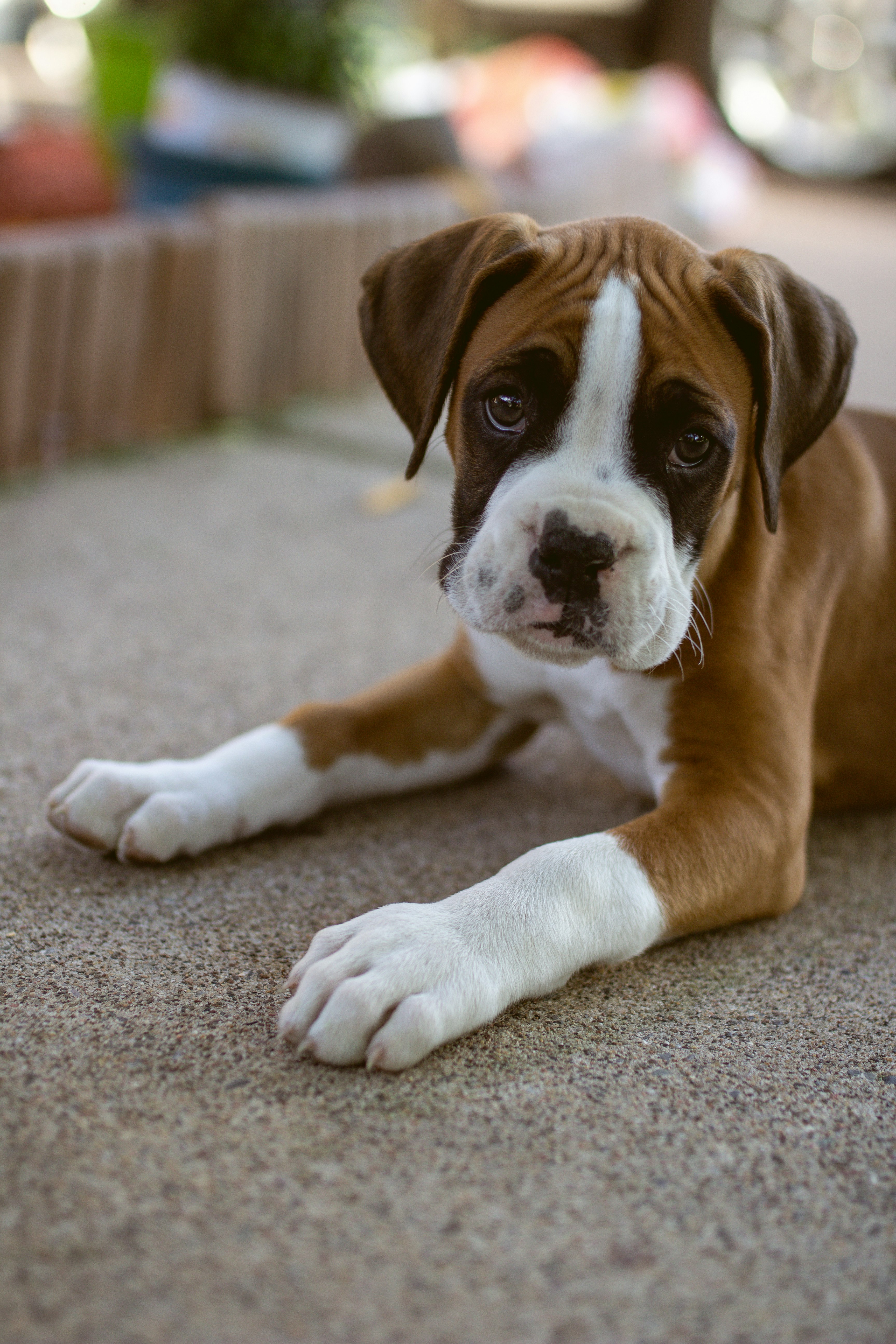 brown and white short coated dog lying on gray carpet